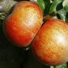 25 Karmijn de Sonnaville Apple Seeds Planting Fresh Seeds Fast Shipping
