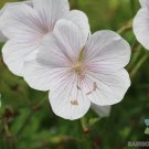 25 Kashmir White Geranium Seeds Planting Fresh Seeds Fast Shipping