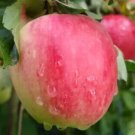 25 Katy Katya Apple Seeds Planting Fresh Seeds Fast Shipping