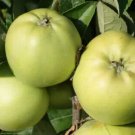 25 Keswick Codlin Apple Seeds Planting Fresh Seeds Fast Shipping