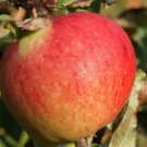 25 Kidd's Orange Red Apple Seeds Planting Fresh Seeds Fast Shipping