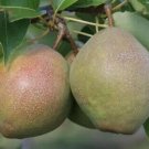25 Kieffer Pear Seeds Planting Fresh Seeds Fast Shipping