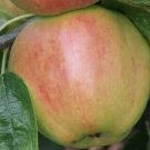 25 King David Apple Seeds Planting Fresh Seeds Fast Shipping