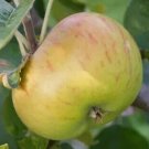 25 Lane's Prince Albert Apple Seeds Planting Fresh Seeds Fast Shipping