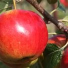 25 Laxton's Fortune Apple Seeds Planting Fresh Seeds Fast Shipping