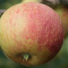 25 Laxton's Superb Apple Seeds Planting Fresh Seeds Fast Shipping