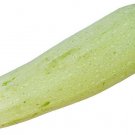 25 Lebanese Squash Seeds Planting Fresh Seeds Fast Shipping