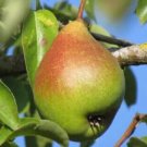 25 Legipont Pear Seeds Planting Fresh Seeds Fast Shipping
