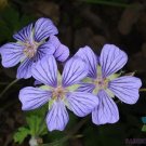 25 Libani Geranium Seeds Planting Fresh Seeds Fast Shipping