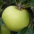 25 Limelight Apple Seeds Planting Fresh Seeds Fast Shipping