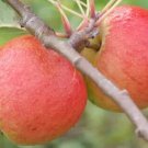 25 Lord Lambourne Apple Seeds Planting Fresh Seeds Fast Shipping