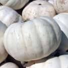 25 Lumina Pumpkin Seeds Planting Fresh Seeds Fast Shipping