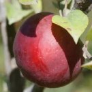 25 Macoun Apple Seeds Planting Fresh Seeds Fast Shipping