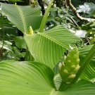 25 Macrosepala Calathea Seeds Planting Fresh Seeds Fast Shipping