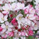 25 Malus floribunda Crabapple Seeds Planting Fresh Seeds Fast Shipping