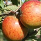 25 Margil Apple Seeds Planting Fresh Seeds Fast Shipping