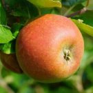 25 Marie Doudou Apple Seeds Planting Fresh Seeds Fast Shipping