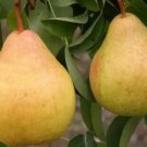 25 Moonglow Pear Seeds Planting Fresh Seeds Fast Shipping