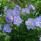 25 Mrs. Kendal Clark Geranium Seeds Planting Fresh Seeds Fast Shipping