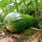 25 Naples Long Squash Seeds Planting Fresh Seeds Fast Shipping