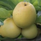 25 Nehou Apple Seeds Planting Fresh Seeds Fast Shipping