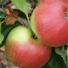 25 Newton Wonder Apple Seeds Planting Fresh Seeds Fast Shipping