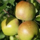 25 Newtown Pippin Apple Seeds Planting Fresh Seeds Fast Shipping