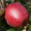 25 Northern Spy Apple Seeds Planting Fresh Seeds Fast Shipping