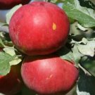 25 Novaspy Apple Seeds Planting Fresh Seeds Fast Shipping