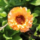 25 Orange Surprise Marigold Seeds Planting Fresh Seeds Fast Shipping