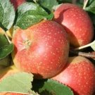 25 Orleans Reinette Apple Seeds Planting Fresh Seeds Fast Shipping