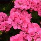 25 Patriot Tick Pink Geranium Seeds Fresh Seeds Fast Shipping