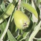25 Pendula Pear Seeds Planting Fresh Seeds Fast Shipping