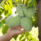 25 Peterson Papaya Seeds Planting Fresh Seeds Fast Shipping