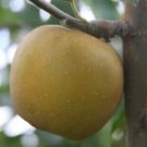 25 Pine Golden Pippin Apple Seeds Planting Fresh Seeds Fast Shipping