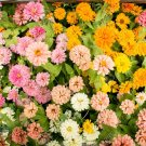 25 Pink Melody Mix Marigold Seeds Planting Fresh Seeds Fast Shipping
