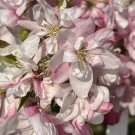 25 Pink Perfection Crabapple Seeds Planting Fresh Seeds Fast Shipping