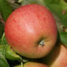 25 Pinova Corail Apple Seeds Planting Fresh Seeds Fast Shipping