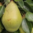 25 Pitmaston Duchess Pear Seeds Planting Fresh Seeds Fast Shipping