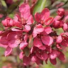 25 Prairie Fire Crabapple Seeds Planting Fresh Seeds Fast Shipping