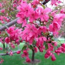 25 Prairifire Crabapple Seeds Planting Fresh Seeds Fast Shipping