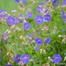 25 Pratense Geranium Seeds Planting Fresh Seeds Fast Shipping