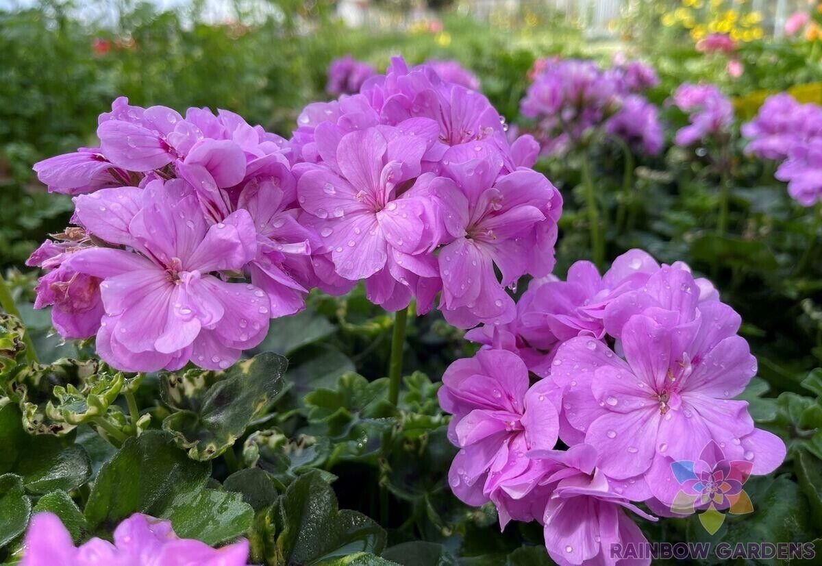 25 Precision Dark Lavender Ivy Leaf Geranium Seeds Fresh Seeds Fast Shipping