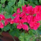 25 Precision Dark Salmon Ivy Leaf Geranium Seeds Fresh Seeds Fast Shipping