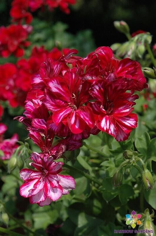 25 Precision Red Ice Ivy Leaf Geranium Seeds Fresh Seeds Fast Shipping
