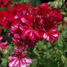 25 Precision Red Ice Ivy Leaf Geranium Seeds Fresh Seeds Fast Shipping