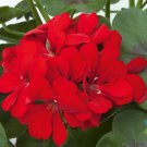 25 Precision Scarlet Red Ivy Leaf Geranium Seeds Fresh Seeds Fast Shipping