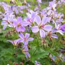 25 Prelude Geranium Seeds Planting Fresh Seeds Fast Shipping