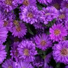 25 Purple Gem Marigold Seeds Planting Fresh Seeds Fast Shipping
