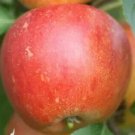25 Queen Cox Apple Seeds Planting Fresh Seeds Fast Shipping